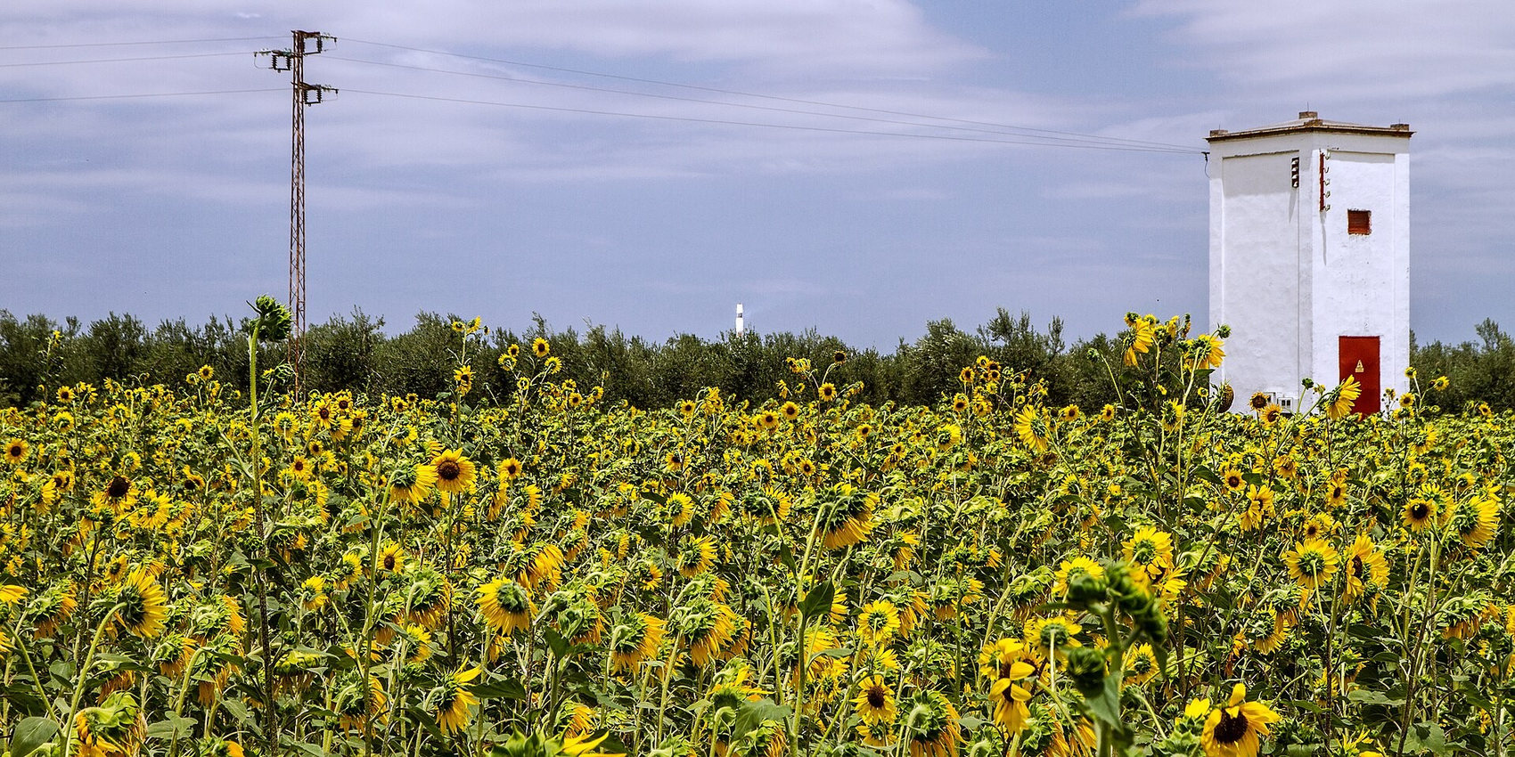 Imagen 4. Girasoles en flor en Fuentes de Andalucía, en plena Campiña. Es un cultivo de secano que se siembra al final del invierno y vive de la humedad acumulada en el suelo.