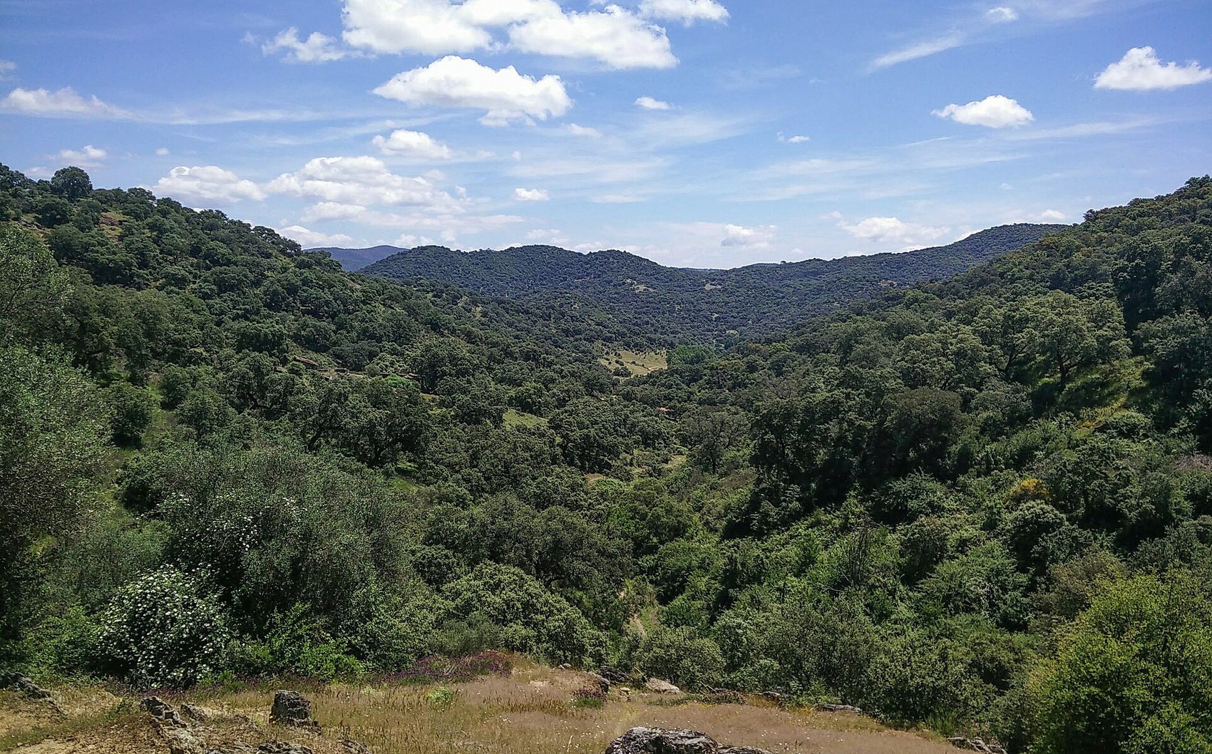 Imagen 7. Un valle de la Sierra Norte de Sevilla cubierto de encinar y monte mediterráneo, a comienzos del verano.