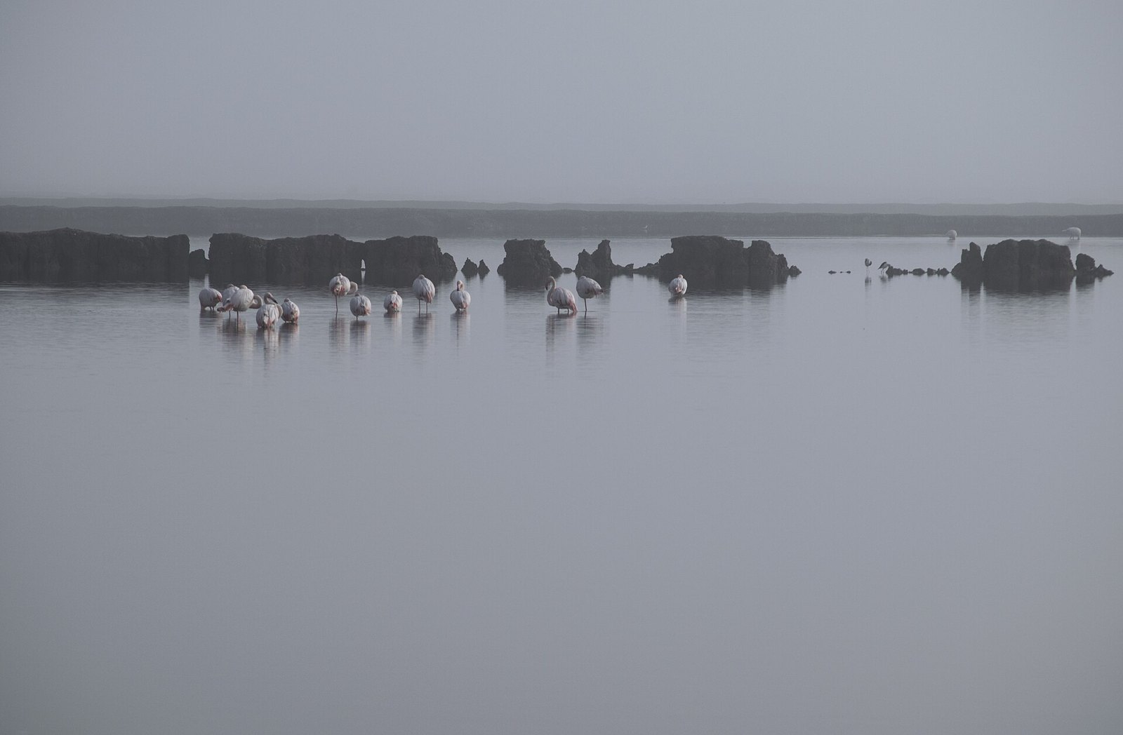 Flamencos en la marisma de Doñana una mañana de niebla, febrero de 2015. Foto: Agustin de Sanluca, CC BY-SA 3.0 ES, vía Wikimedia Commons.