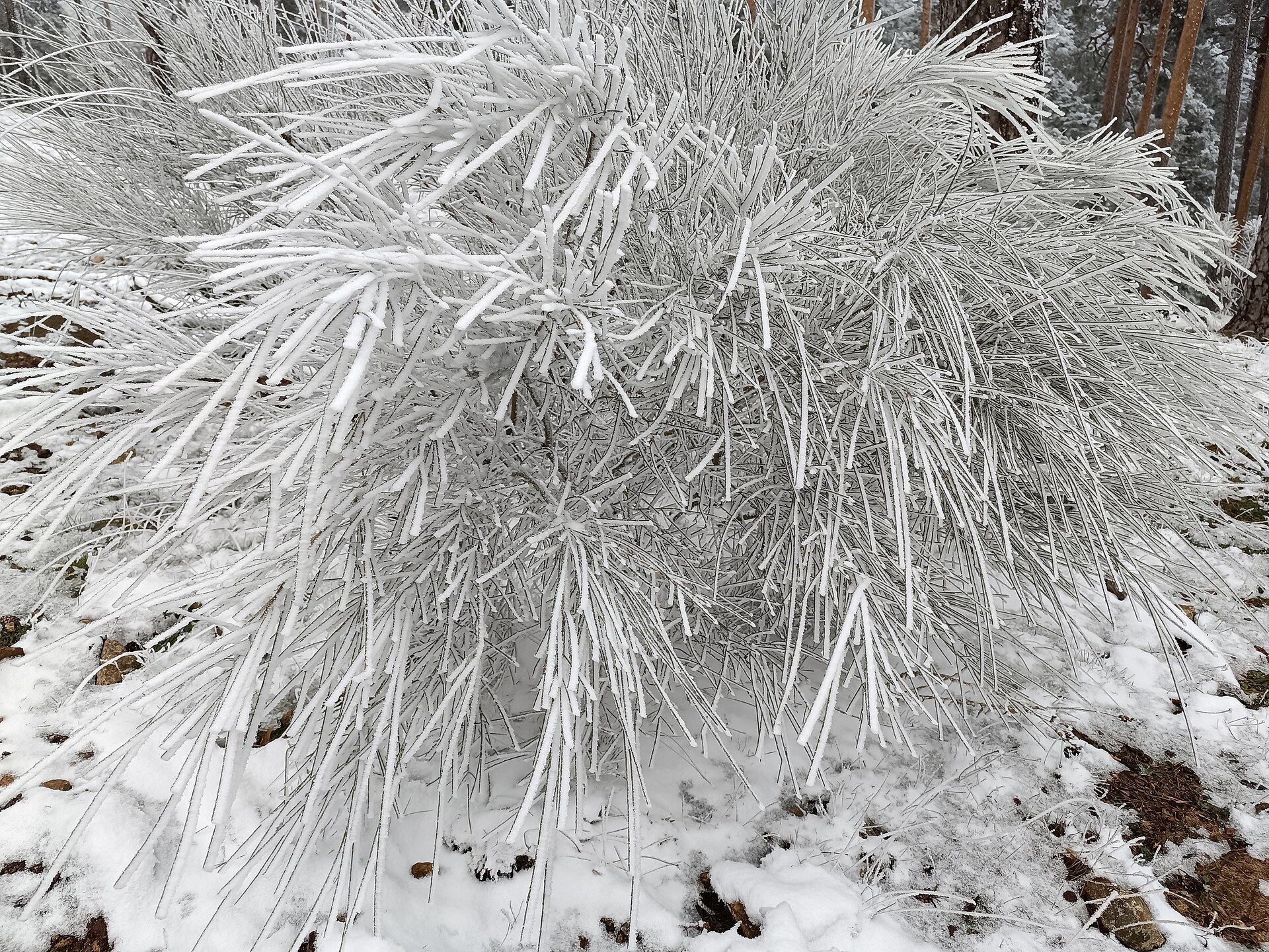 Cencellada sobre un pino cerca del puerto de Cotos (Sierra de Guadarrama), diciembre de 2023: hielo depositado por las gotitas subfundidas de la niebla al tocar las acículas. En el fondo del valle del Guadalquivir es excepcional; en las sie
